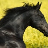 beautiful black horse wallpapers