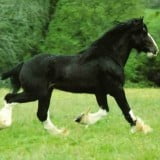 best black horse pictures