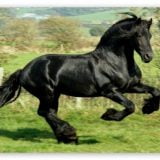 black horse 2014 15 wallpapers
