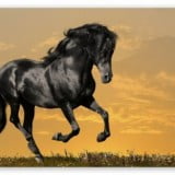 black horse jumping wallpaper