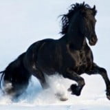 black horse running wallpaper