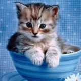 cute kitty wallpapers 2015