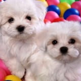 cute pupies pictures