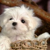 puppy hd wallpapers