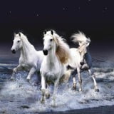 white horse cute wallpapers