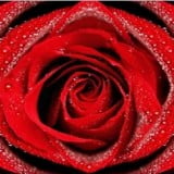 red rose wallpapers 2015