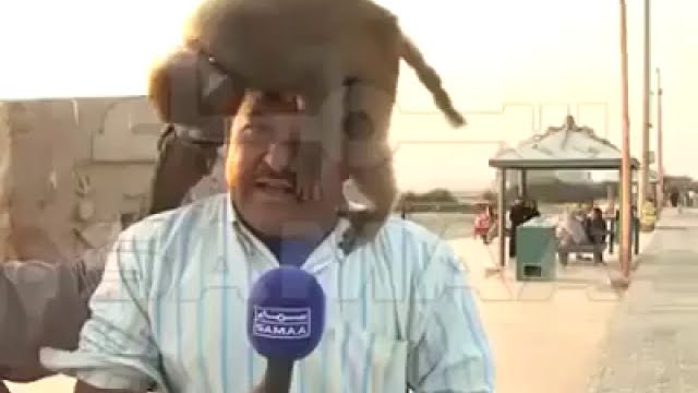 funny video samaa tv reporter