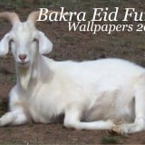 eid ul adha funny bakra wallpapers 2015